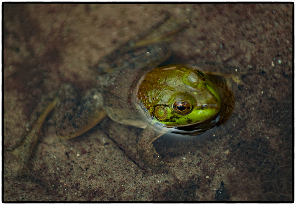 Nature In Class A By Ann Lombardi For ITS NOT EASY BEING GREEN NOV-2018.jpg
